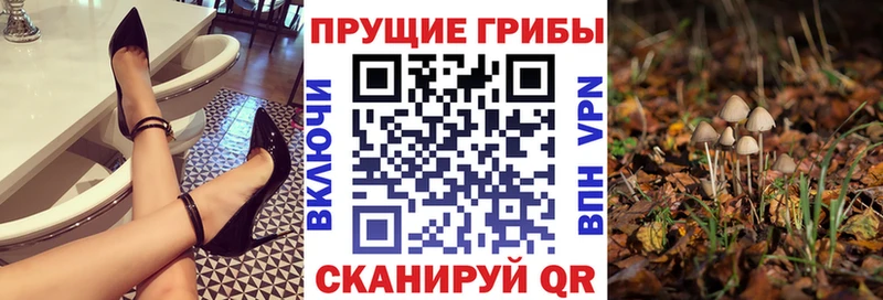 закладка  Качканар  Псилоцибиновые грибы Cubensis 